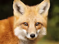 Animal-Psycho NFT - old