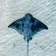 Tangaroa, Aotearoa, New Zealand, into the blue