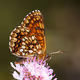 Macro - Butterflies - Johann Piber