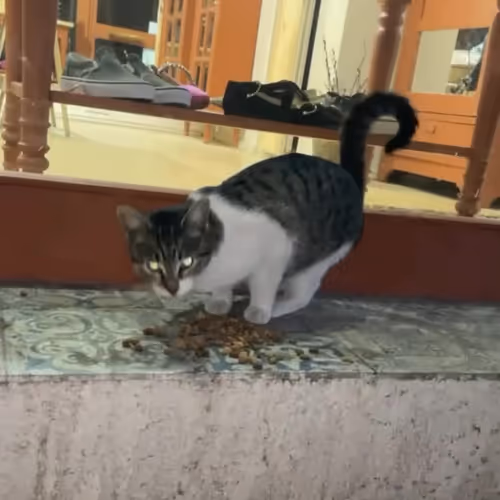 Your computer saw a cat, POV.