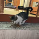 Your computer saw a cat, POV.