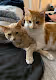 Colby and Cheeto for Charity