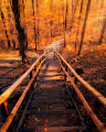 Autumn Fascination
