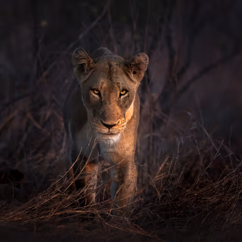 The Laws of the Wild