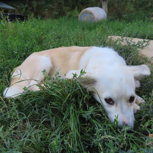 Puppy Palace Rescue collecton #1.