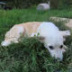 Puppy Palace Rescue collecton #1.