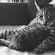 CatWithCharacter