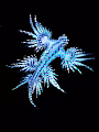 Atlanticus Sea Angel