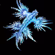Atlanticus Sea Angel