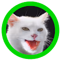 THE CATRIX - old