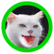 THE CATRIX - old
