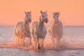 White Angels of Camargue by Iurie Belegurschi