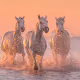 White Angels of Camargue by Iurie Belegurschi