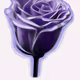 CLASSIC DIGITAL ART FLOWERS N FAUNA BY PISHU SHAMDASANI