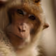 Wildlife Modeling