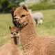 Alpaca Photography