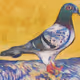 Van Gogh Pigeons Pictures