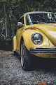Romero Simpson's Beetle Photo Collection