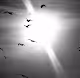 Chasing Dreams: Abstract birds