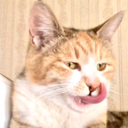 ASCII Cats Collection