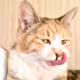 ASCII Cats Collection