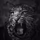 Timbavati by Byron Grobler