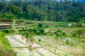 BaliBagus