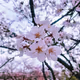Sakura Collection by Lonely Nomad - old V2