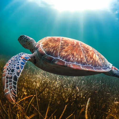 Marine life by Lucid Creationz Ltd