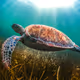 Marine life by Lucid Creationz Ltd