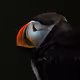 Lundi, the Atlantic puffin