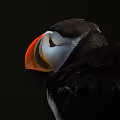 Lundi, the Atlantic puffin