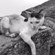 Arabian Cats