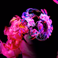 Peony Dream Reve