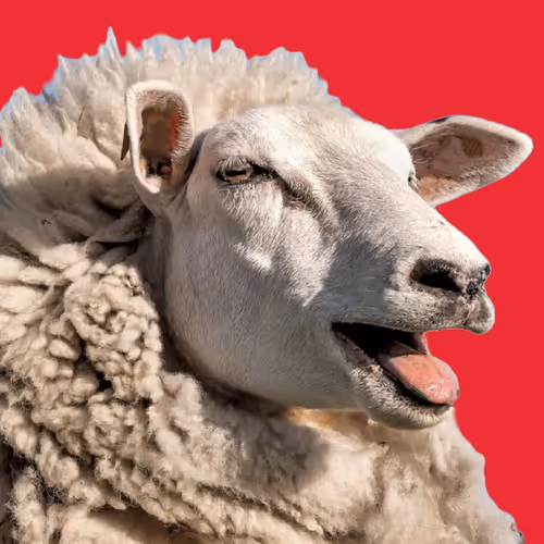 WNMS - We Need More Sheep