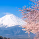 fujisakura