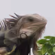 MiAnimals