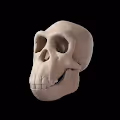 BAYC 3D APE CLUB
