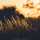 The Pulse of Nature