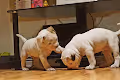 Dead Dog Club
