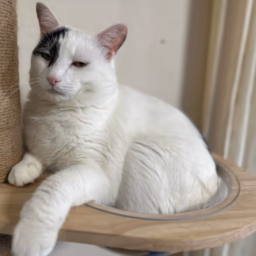 nyankobiyori_k Collection 2nd ETH