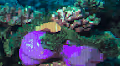 CryptoTravelASCII - old