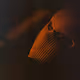 Ski Mask Memories