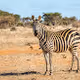 ZEBRA WILDLIFE TREASURE