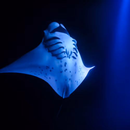 JMV REALM ALPHA SERIES