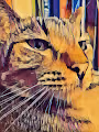 Indoor Tiger, aka a Cat for the Ages