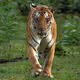 VIVEK SADASIVAN TIGER EDITIONS