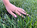 Touched Grass