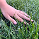 Touched Grass