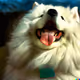 Samoyed AI Art